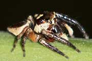 Jumping Spider (Euryattus wallacei) (Euryattus wallacei)